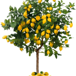 Лемон Гарден